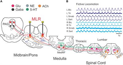 Activation of Brainstem Neurons During Mesencephalic Locomotor Region-Evoked Locomotion in the Cat